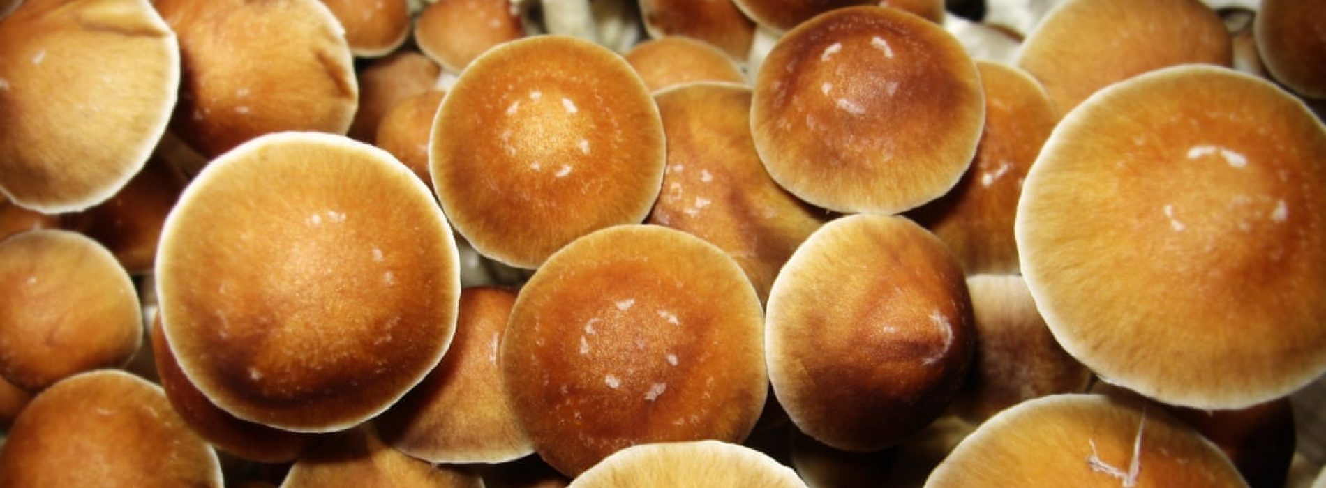 Why Eat Mushrooms – Especially the Best Shrooms in the Market?