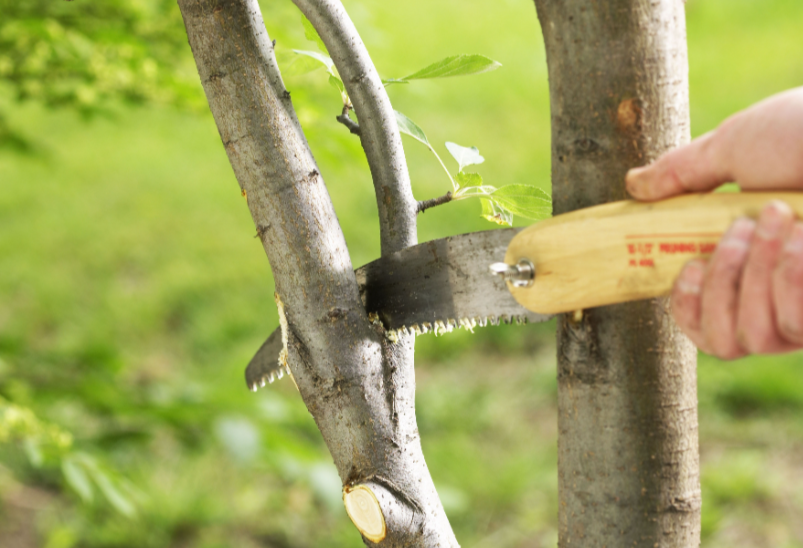 Professional Tree Pruning Protecting Property Value Through Expert Care
