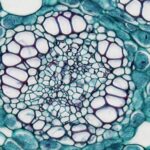 Topic 9: How Stem Cell Therapy Works: Understanding the Science Behind Regenerative Medicine