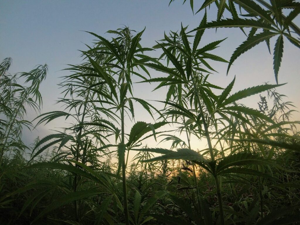 Field of cannabis plants against a sunset sky