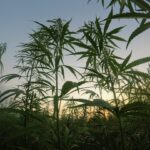 Exploring the Characteristics Commonly Associated With Sativa Cannabis