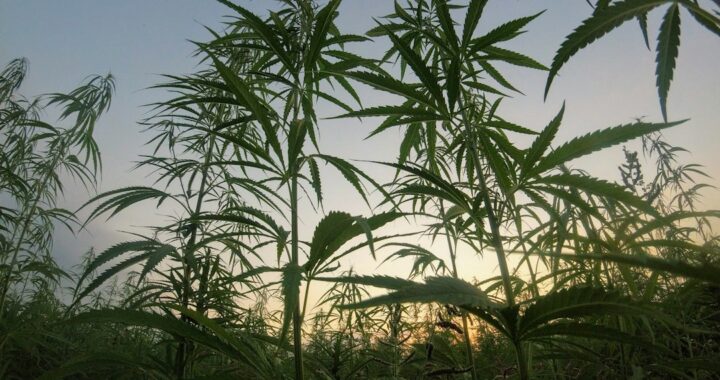 Field of cannabis plants against a sunset sky